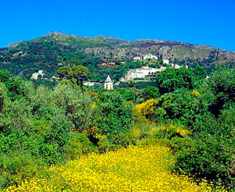 Springtime flowers with the village of   PoggiodOletta on the wooded hillside above   Near StFlorent HauteCorse Corsica France   AC Patrimonio
