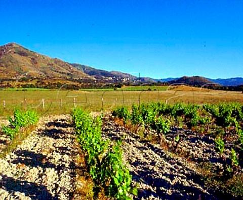 Old vineyard of Domaine Leccia   near StFlorent HauteCorse Corsica France   AC Patrimonio