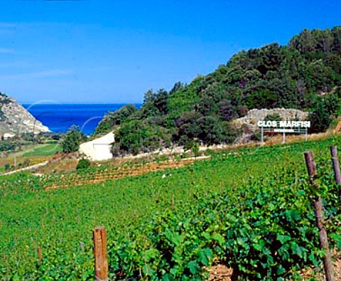 Vineyard of Clos Marfisi with the Golfe de   StFlorent beyond  Farinole near Patrimonio   HauteCorse Corsica France  AC Patrimonio