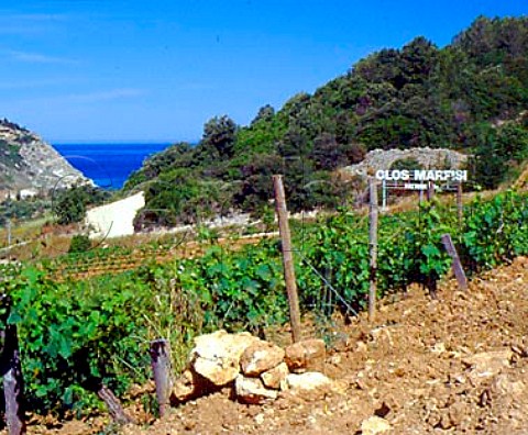 Chunks of limestone in vineyard of Clos Marfisi with   the Golfe de StFlorent beyond    Farinole near Patrimonio HauteCorse Corsica   France    AC Patrimonio