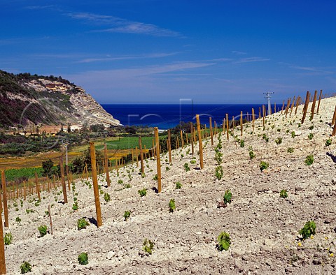 New vineyard of Clos Marfisi planted on limestone soil with the Golfe de StFlorent beyond Farinole near Patrimonio HauteCorse Corsica   France    AC Patrimonio