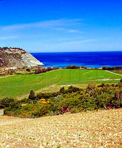 New vineyard of Clos Marfisi planted on limestone   soil with the Golfe de StFlorent beyond    Farinole near Patrimonio HauteCorse Corsica   France    AC Patrimonio