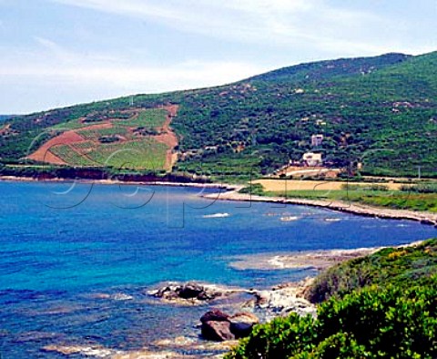 Coastal vineyard of Domaine Pieretti at   Santa Severa Luri HauteCorse Corsica France   Vin de CorseCoteaux du Cap Corse