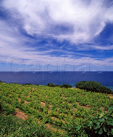 Coastal vineyard of Domaine Pieretti at   Santa Severa Luri HauteCorse Corsica France   Vin de CorseCoteaux du Cap Corse