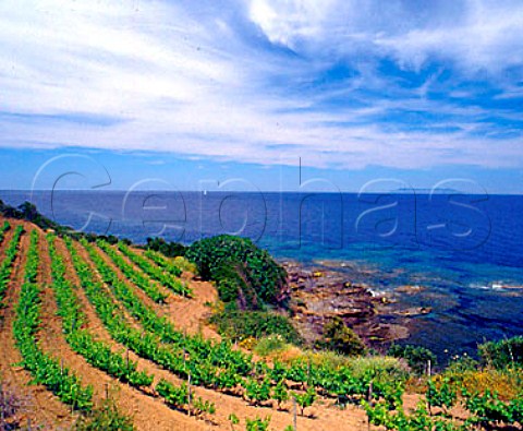 Coastal vineyard of Domaine Pieretti at   Santa Severa Luri HauteCorse Corsica France   Vin de CorseCoteaux du Cap Corse