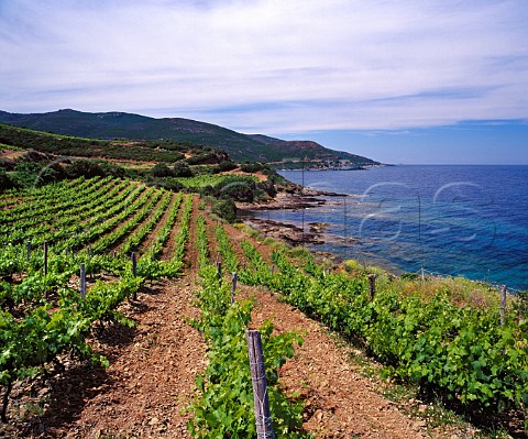 Coastal vineyard of Domaine Pieretti at   Santa Severa Luri HauteCorse Corsica France   Vin de CorseCoteaux du Cap Corse