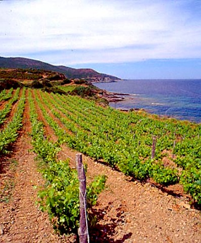Coastal vineyard of Domaine Pieretti at   Santa Severa Luri HauteCorse Corsica France   Vin de CorseCoteaux du Cap Corse