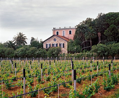 Cordone Libero Mobilizzato Free Moving Cordon   trellising method in vineyard of Sella  Mosca   Alghero Sardinia Italy