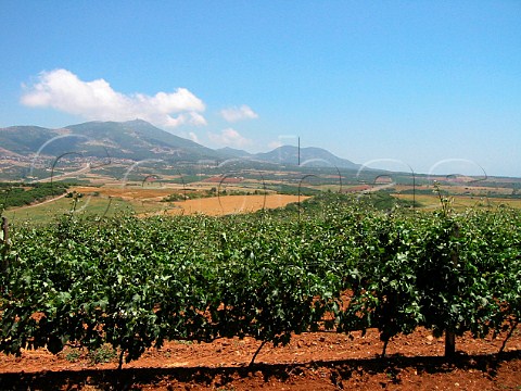 Vineyards owned by Tsantali Winery Maronia Thracy   Macedonia Greece