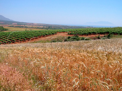 Vineyards owned by Tsantali Winery Maronia Thracy   Macedonia Greece