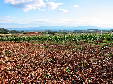 New Vineyard at Ktima Biblia Chora near Kavala   Pangeon wine region looking over to the Kavala Gulf   Aegean Sea Owned by Oinopedion partnership of   Basilis TZAKTZALIS and Evanghelos GEROVASSILIOU   Macedonia Greece