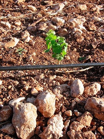 Young vine and drip irrigation at Ktima Biblia   Chora near Kavala Pangeon wine region  Owned by   Oinopedion partnership of Basilis TZAKTZALIS and   Evanghelos GEROVASSILIOU Macedonia Greece