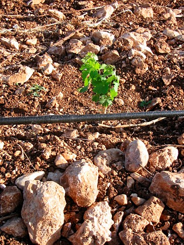 Young vine and drip irrigation at Ktima Biblia   Chora near Kavala Pangeon wine region  Owned by   Oinopedion partnership of Basilis TZAKTZALIS and   Evanghelos GEROVASSILIOU Macedonia Greece