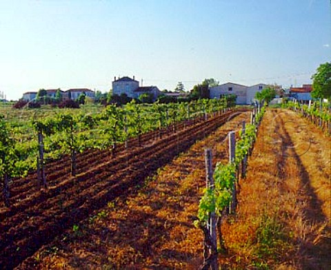 Vineyards and buildings of Chteau Cailleteau   Bergeron Mazion  Gironde France     Premires Ctes de Blaye  Bordeaux