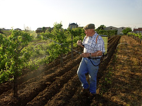 Spraying vines at Chteau Cailleteau Bergeron   Mazion  Gironde France     Premires Ctes de Blaye  Bordeaux