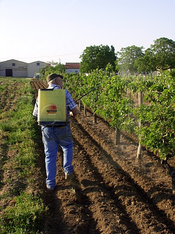 Spraying vines at Chteau Cailleteau Bergeron   Mazion  Gironde France     Premires Ctes de Blaye  Bordeaux