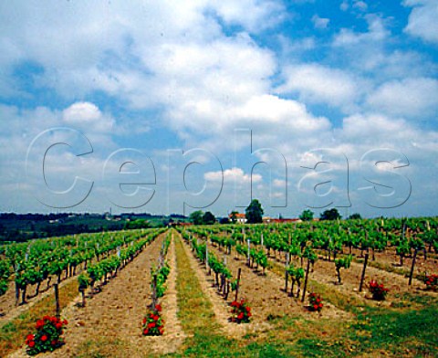 Chteau Haut Guiraud and its vineyards    Gironde France  Ctes de Bourg  Bordeaux