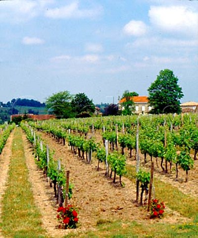 Chteau Haut Guiraud and its vineyards    Gironde France  Ctes de Bourg  Bordeaux