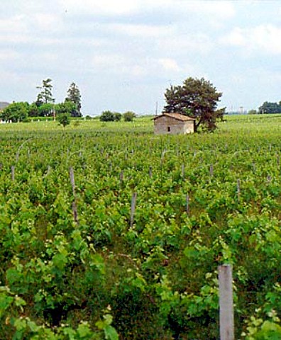 Vineyards and hut at Francicot    Gironde France   Ctes de Bourg  Bordeaux