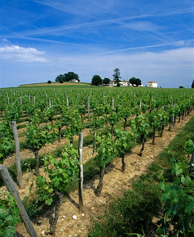 Chteau Montaiguillon and its vineyards   Bertin Gironde France   StGeorgesStmilion  Bordeaux