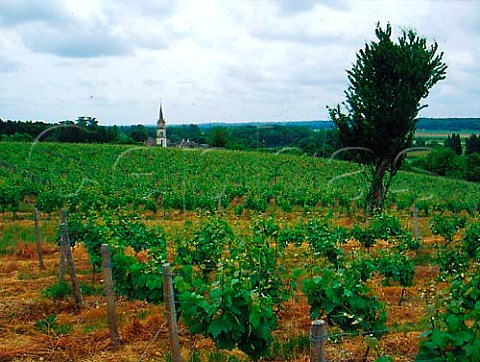 Vineyards at Thse LoireetCher France   Touraine