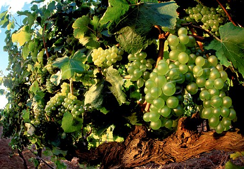 Chenin Blanc grapes in vineyard   South Africa