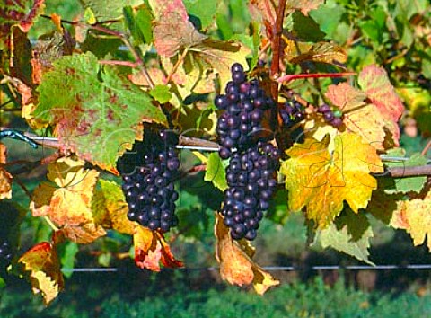 Triomphe dAlsace grapes  Three Choirs Vineyards Newent Gloucestershire   England