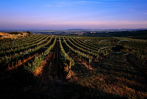 Vineyards at Seeberg looking towards Langenlois   Niedersterreich Austria Kamptal