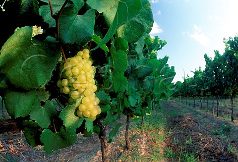 Chardonnay vineyard South Africa