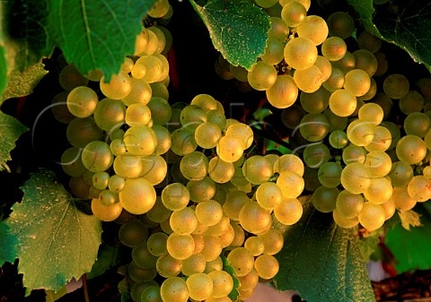 Chardonnay grapes South Africa