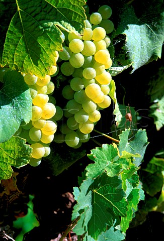 Chenel grapes South Africa