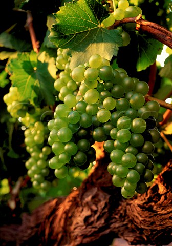 Chenin Blanc grapes South Africa