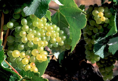 Clairette Blanc grapes South Africa