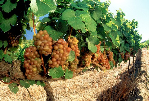 Gewrztraminer grapes South Africa