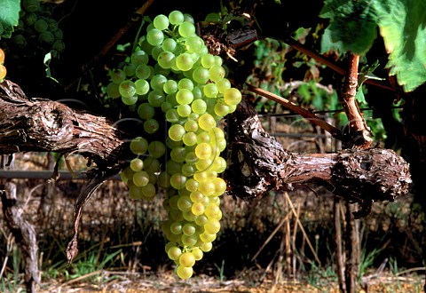 Ugni Blanc grapes South Africa