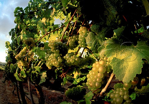 Riesling grapes South Africa