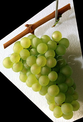 Bunch of Chardonnay grapes