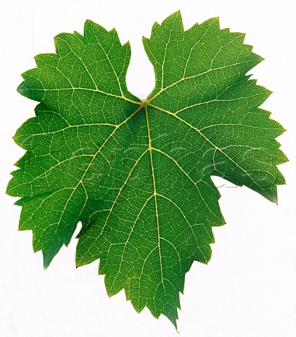Chenel vine leaf South Africa