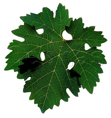 Petit Verdot vine leaf
