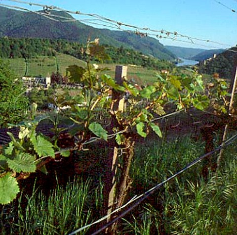 Hartberg vineyard with Tausendeimerberg vineyard in   the distance  Spitz Austria  Wachau