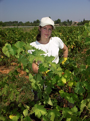 Harvesting grapes in vineyard near Lunel Hrault   France Muscat de Lunel