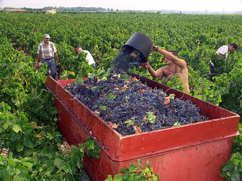 Harvesting grapes in vineyard at   StGeorgesdOrques Hrault France    Coteaux du Languedoc StGeorgesdOrques