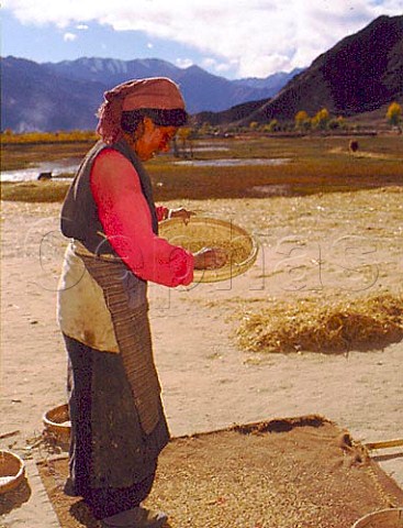 Woman winnowing wheat  Lhasa Tibet