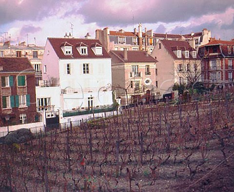 The Montmartre vineyard at the rear of Sacre Coeur   Paris