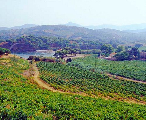 Le Clos de Paulilles and its vineyards  PortVendres PyrnesOrientales France  Banyuls and Collioure