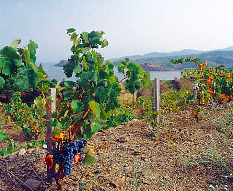 Vineyard of Le Clos de Paulilles  PortVendres PyrnesOrientales France  Banyuls and Collioure