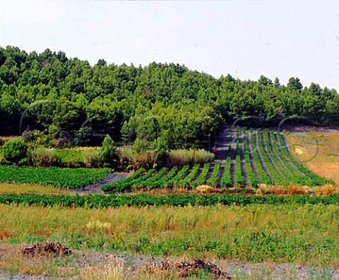 Vineyard near Domaine du Vieux Chne   Rivesaltes PyrnesOrientales France   Ctes du RoussillonVillages