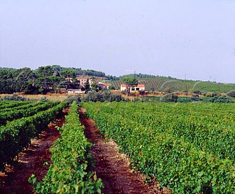 Vineyards at Domaine du Mas Crmat  Rivesaltes PyrnesOrientales France   Ctes du RoussillonVillages  Muscat de Rivesaltes