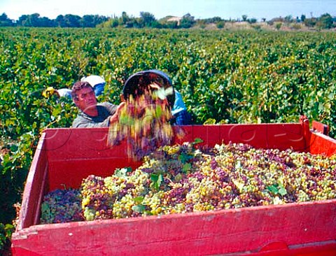 Harvesting grapes in vineyard near Lunel Hrault   France   Muscat de Lunel