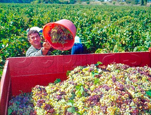 Harvesting grapes in vineyard near Lunel Hrault   France   Muscat de Lunel